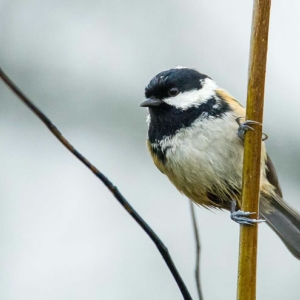 Lunt Meadows   03 01 2016 (10 Of 200).jpg